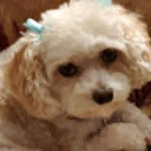 Meet your Posher, Laura l